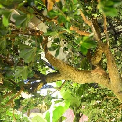 Artificial Realistic Fake Trees price