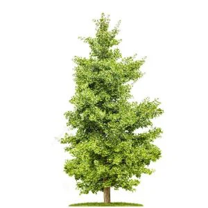 Künstlicher Ginkgo-Baum