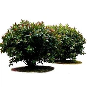 Künstlicher Gummibaum