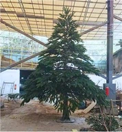 Künstlichen riesigen Noway Fichte